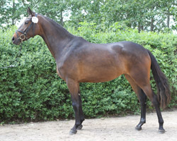 Reservesiegerstute in Ganschow: CADIA ANA v. Cadmon / Cellestial (Franz & Jutta Wego, Dummerstorf).